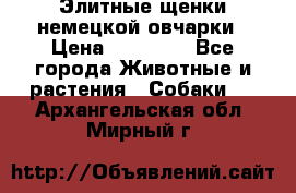 Элитные щенки немецкой овчарки › Цена ­ 30 000 - Все города Животные и растения » Собаки   . Архангельская обл.,Мирный г.